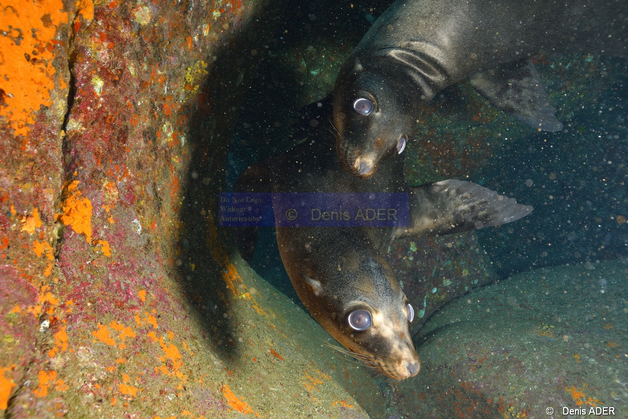 Zalophus californianus Otarie de Californie ambiance-La Paz Los Islotes-12m-20181025-Denis-ADER-DSC_0051_tn.jpg